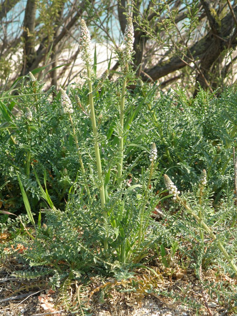 Confronto tra due Reseda: R. lutea e R. alba